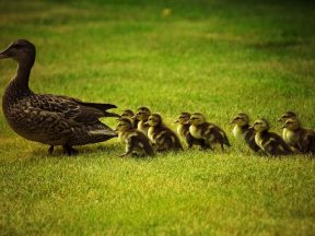 Follower dalam Layanan Online